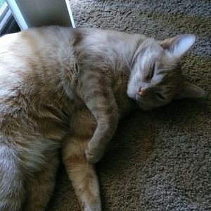 Meet your Posher, Jewels